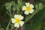 Sulphur cinquefoil